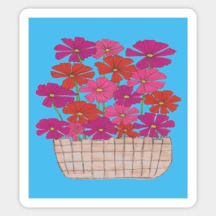 Bushel of Pink Cosmo flowers on a Blue Background Sticker